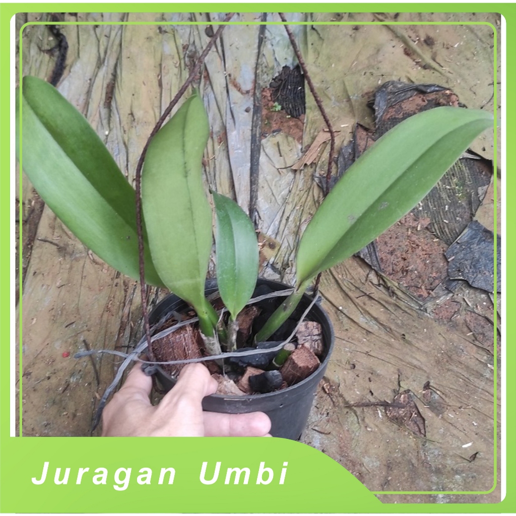 tanaman anggrek cattleya mantini siap berbunga