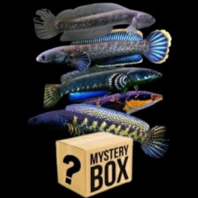 Mystery box channa, asiatica , stewarty , andrao dll