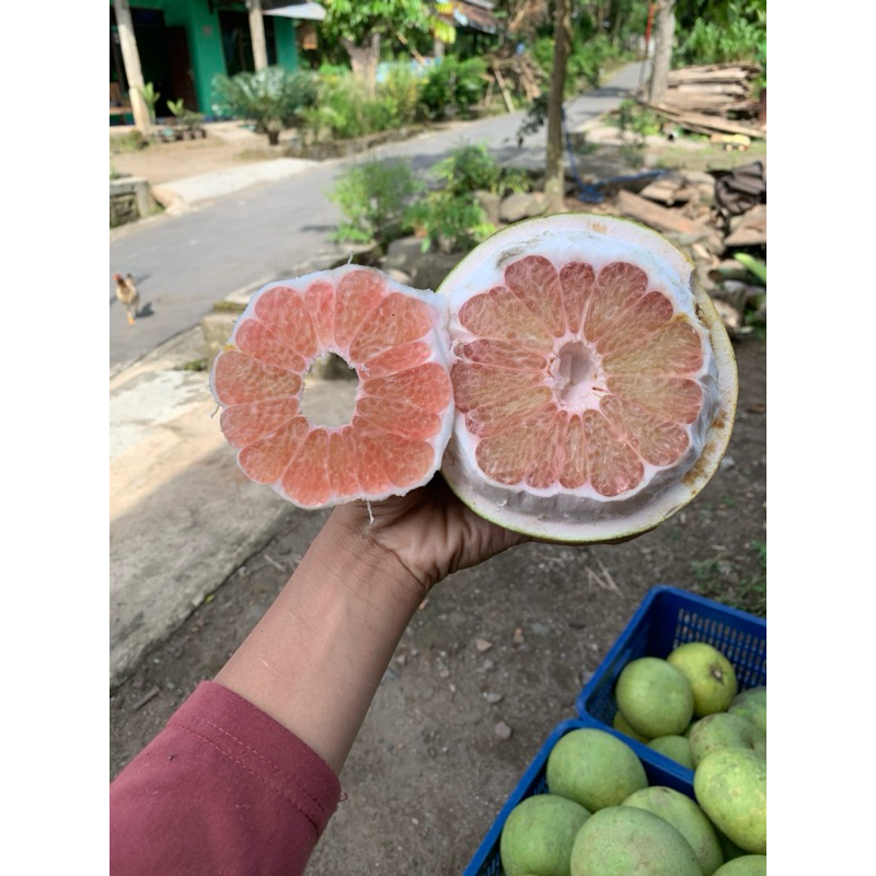 

JERUK BALI PAMELO BB 950-1200// jeruk// buah segar
