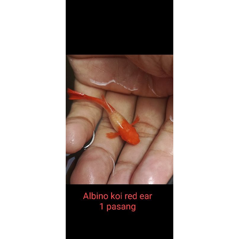 stiker guppy albino koi red ear