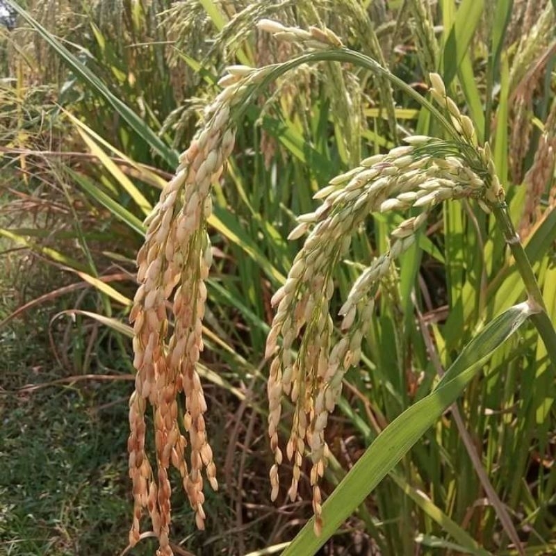 BENIH PADI TONGKOL 2 KEMASAN 1KG