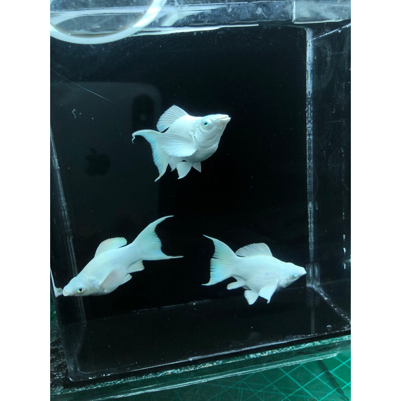 Ikan Molly Platinum Cawang Mata Crystal