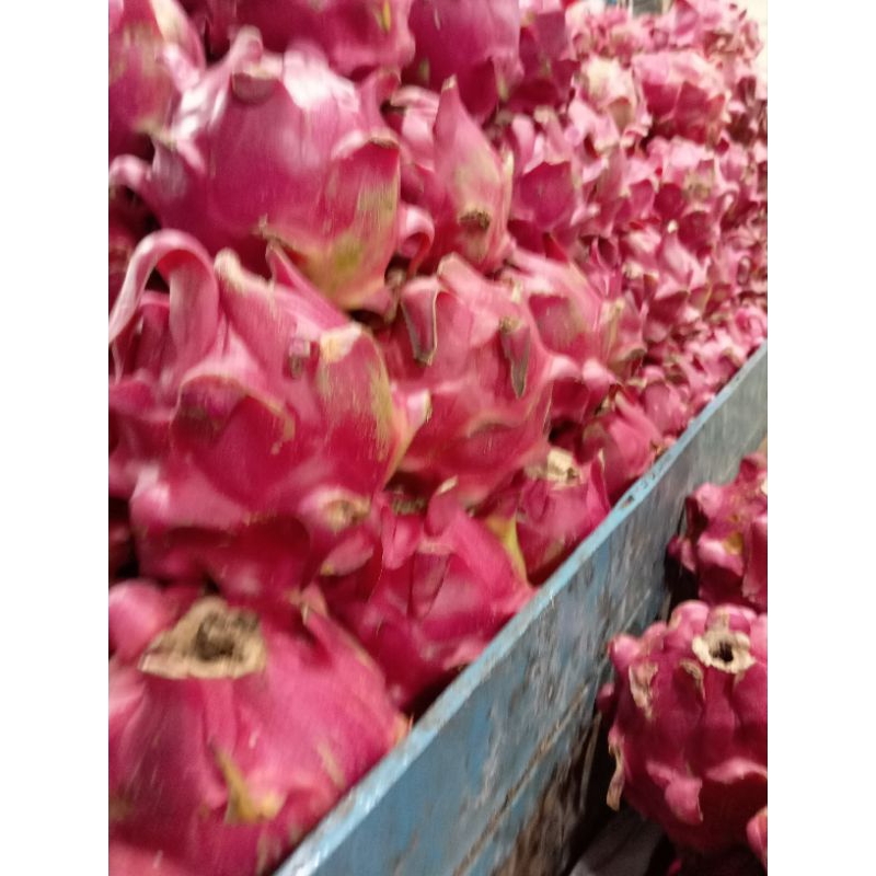 

Buah naga 10 kg
