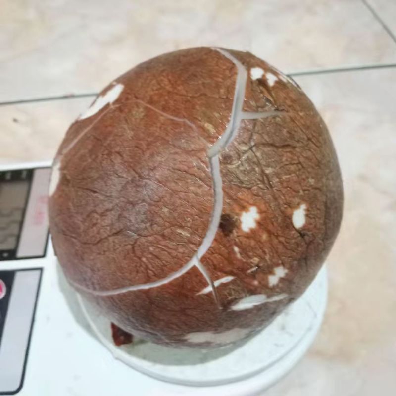 

Kelapa Tua Utuh Sudah Dikupas