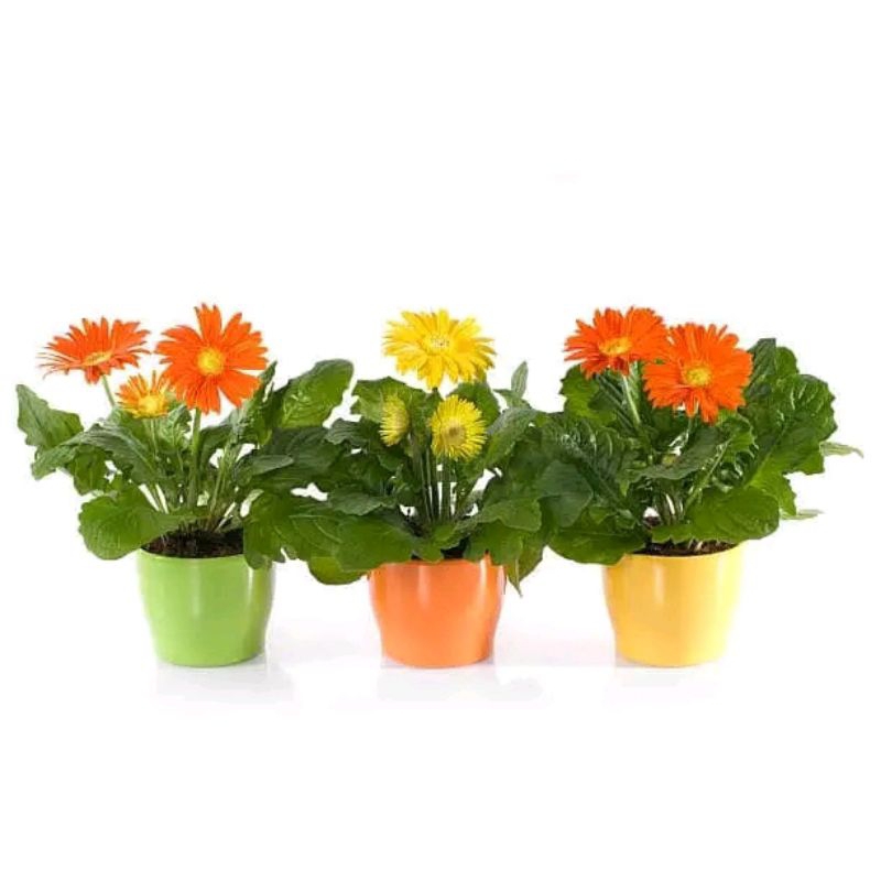 bibit bunga garbera/hebras