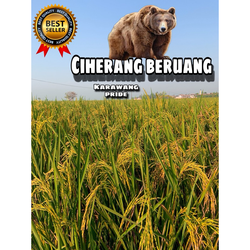 bibit/benih padi ciherang beruang 5kg