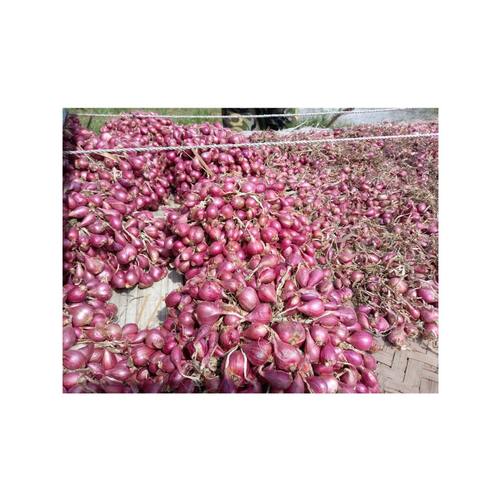 

Bawang Merah Brebes Asli