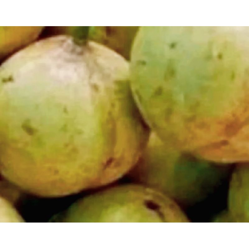 

Buah pala maentah segar dan peresss