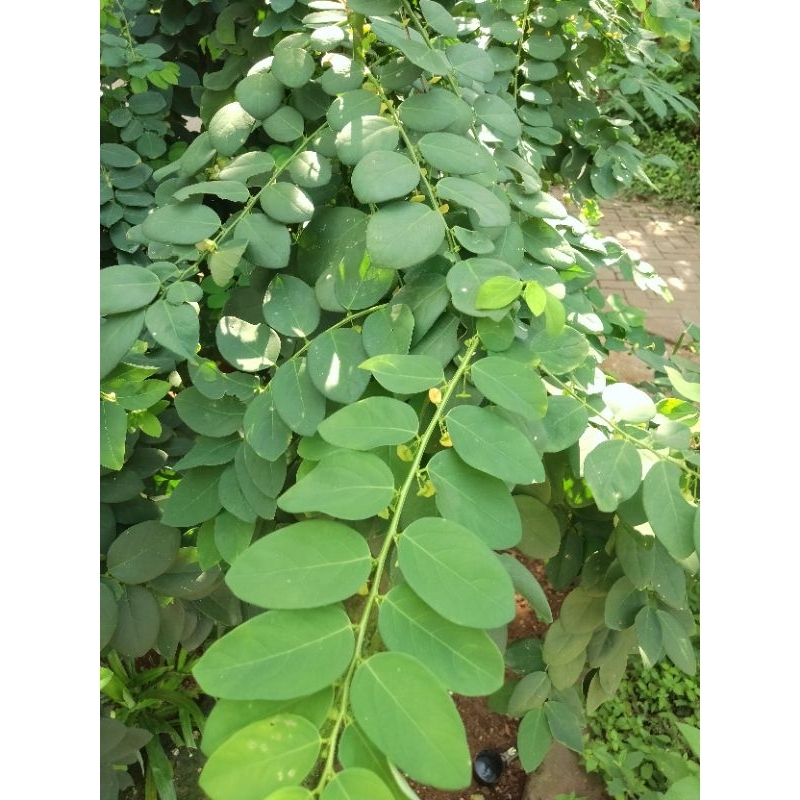 

Daun katu segar 100g