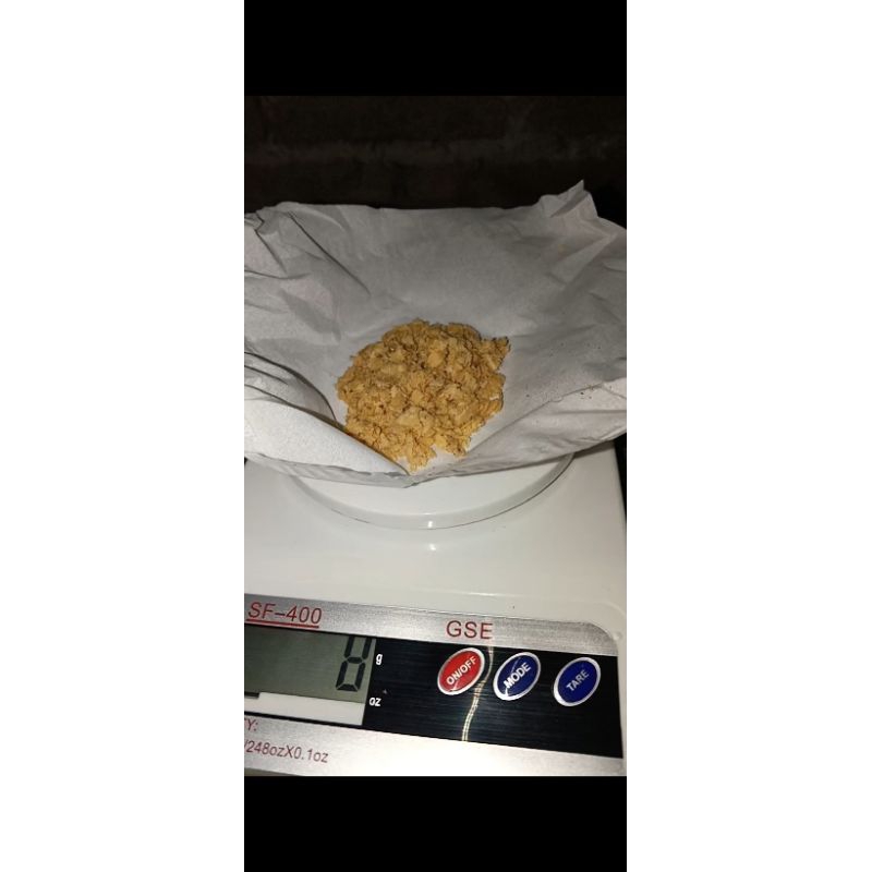 telur lalat bsf , telur maggot