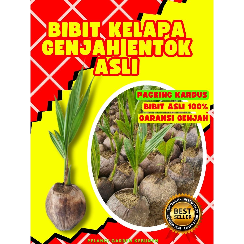 CEPAT BUAH..  Bibit Kelapa Genjah Entok, Bibit Kelapa Genjah Entok Super Besar, Bibit Kelapa Genjah 