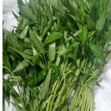 

kangkungsegar