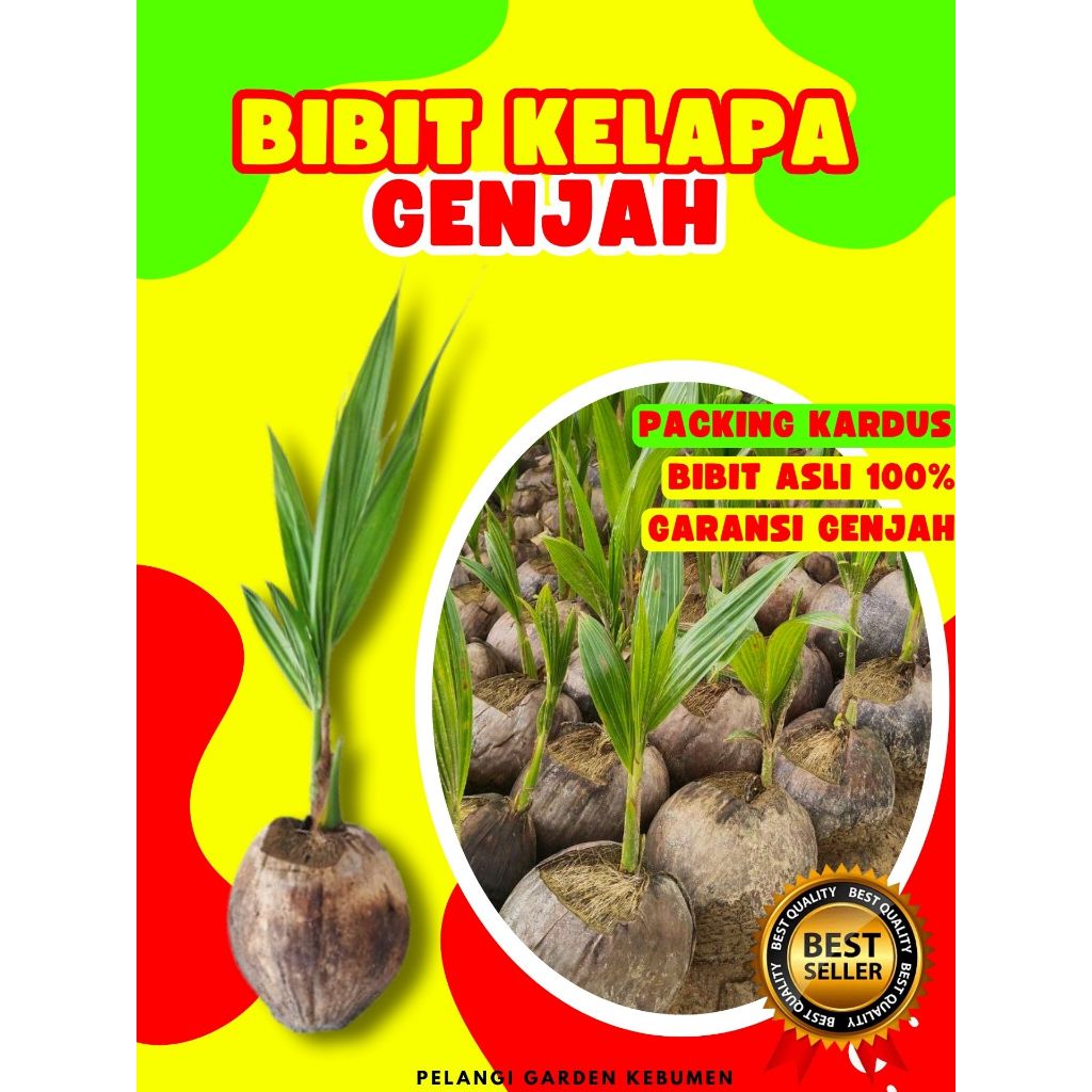 LANGSUNG PETANI.. Bibit Kelapa Genjah Entok Besar, Bibit Kelapa Genjah Entok Super Besar, Bibit Kela
