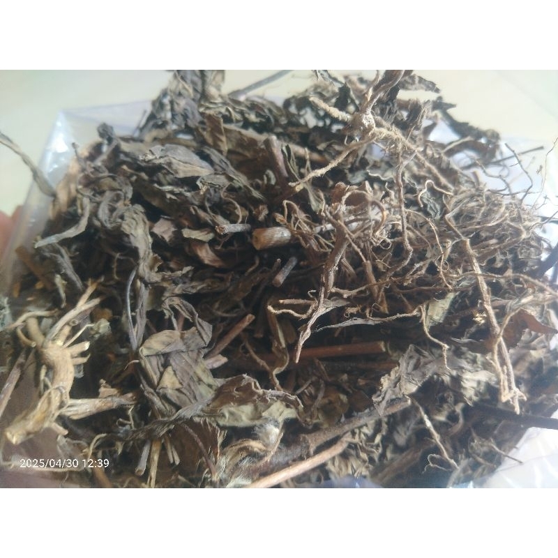 

DAUN KUMIS KUCING KERING