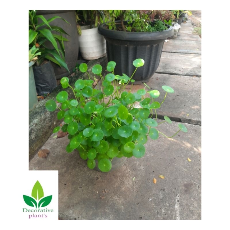 Tanaman hias Pegagan air