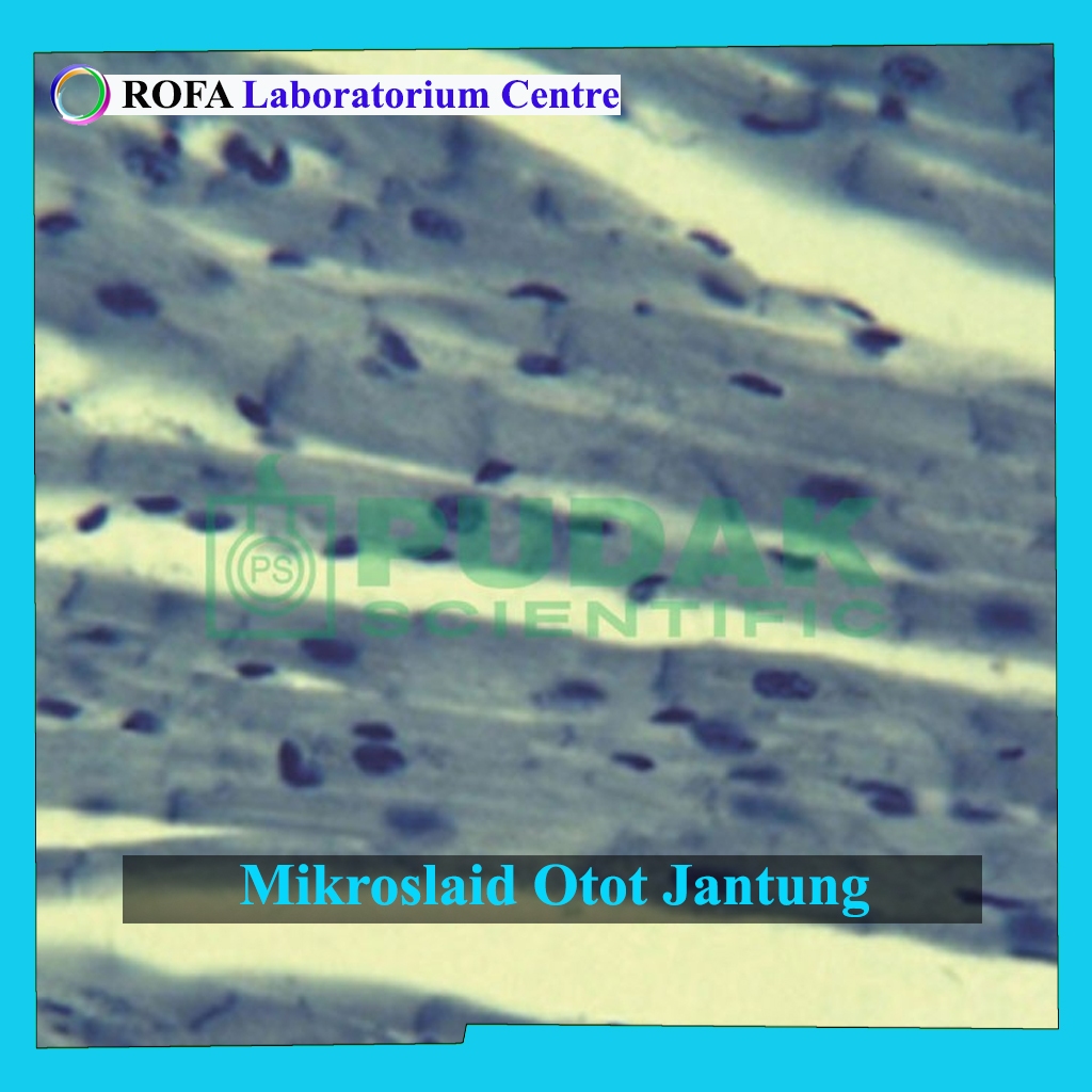 Mikroslaid Otot Jantung / Preparat Otot Jantung - Chemicals Solution