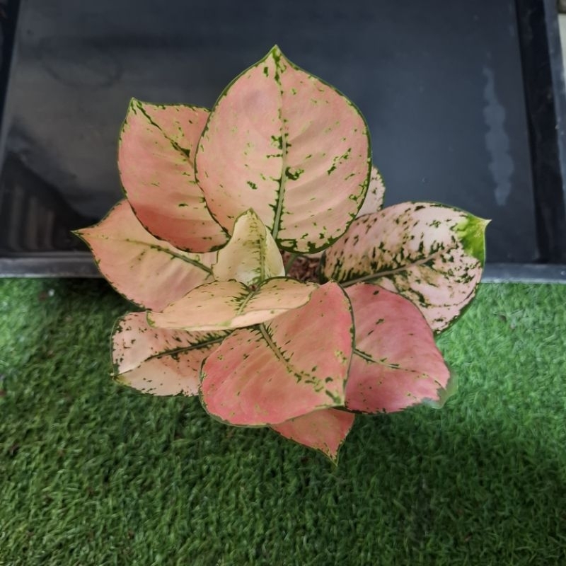 aglonema komkom oren / orange