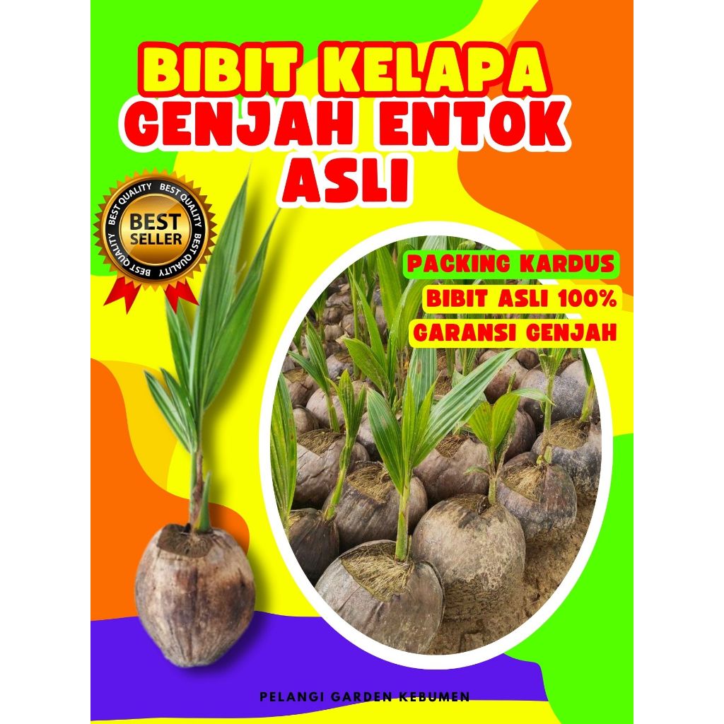 BIBIT PREMIUM.. Bibit Kelapa Kopyor Bogor, Bibit Kelapa Kopyor Besar, Bibit Kelapa Kopyor Genjah