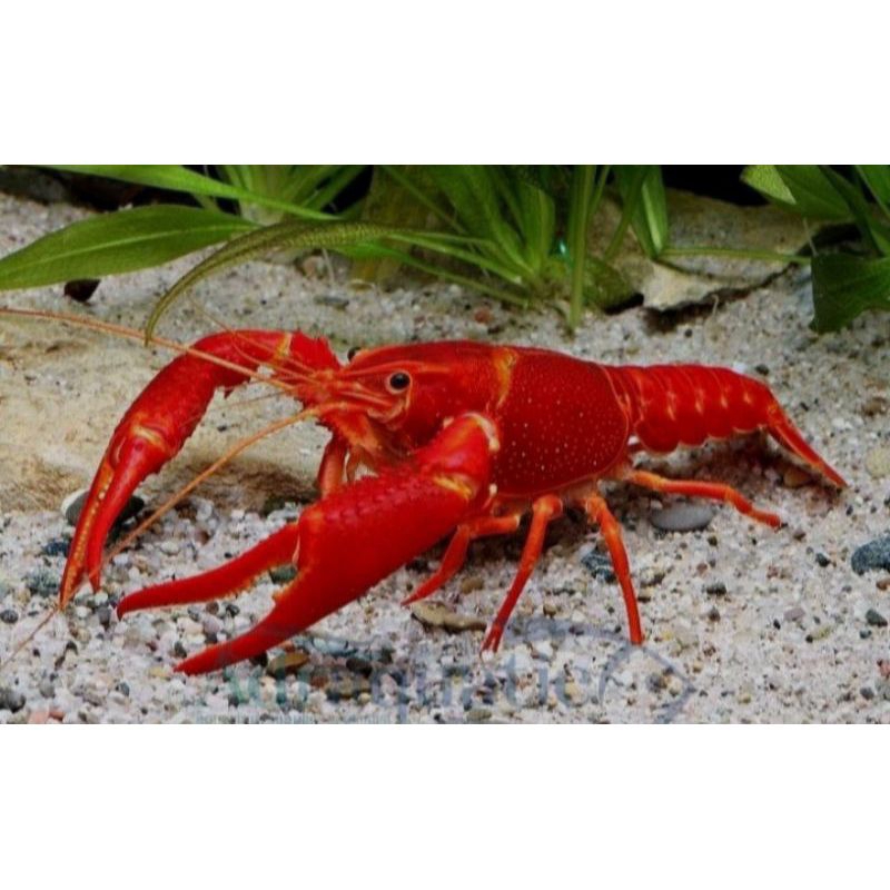 LOBSTER HIAS MERAH LOBSTER HIAS MERAH