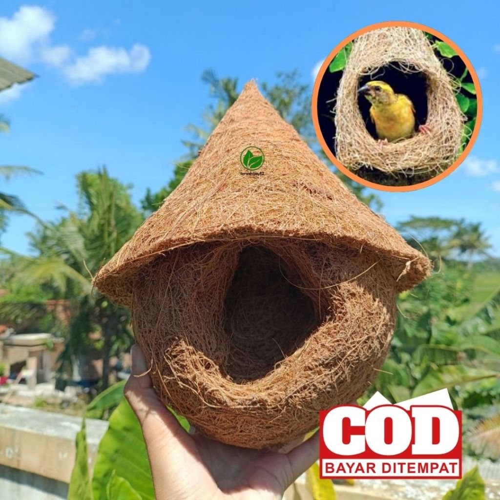 Glodok burung sarang burung lovebird gelodok burung murai parkit manyar sarang telur