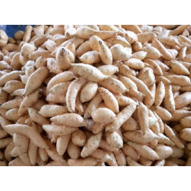 

[YN] COD UBI CILEMBU 1 KG / UBI CILEMBU SUPER / UBI CILEMBU MANIS