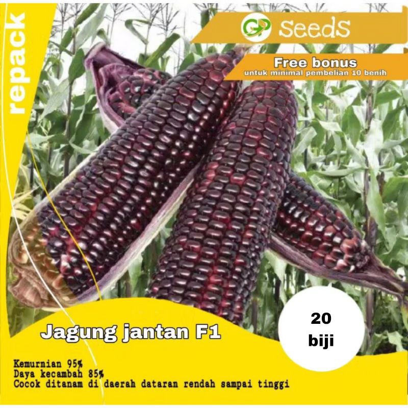 benih jagung jantan F1 | jagung pulut | jagung ketan