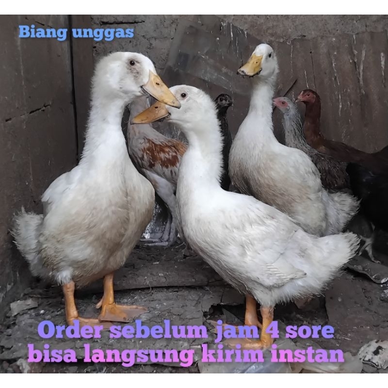 

Bebek fresh berat 2kg / Bebek pedaging / bebek hibrida / Bebek peking