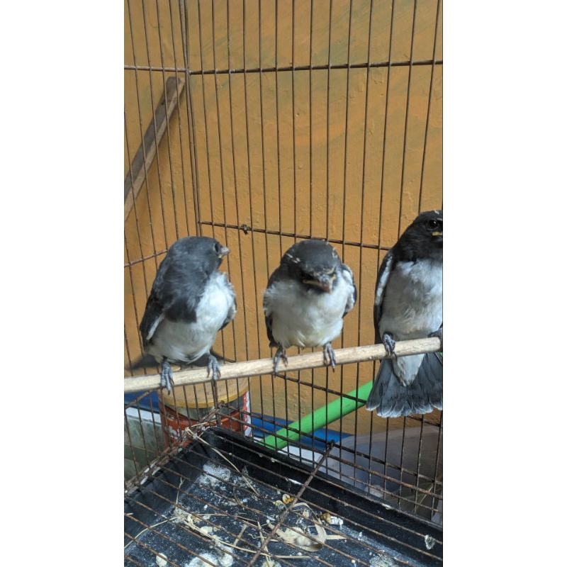 

BURUNG KEKEP BABI LOLOHAN / KEKEP ANAKAN