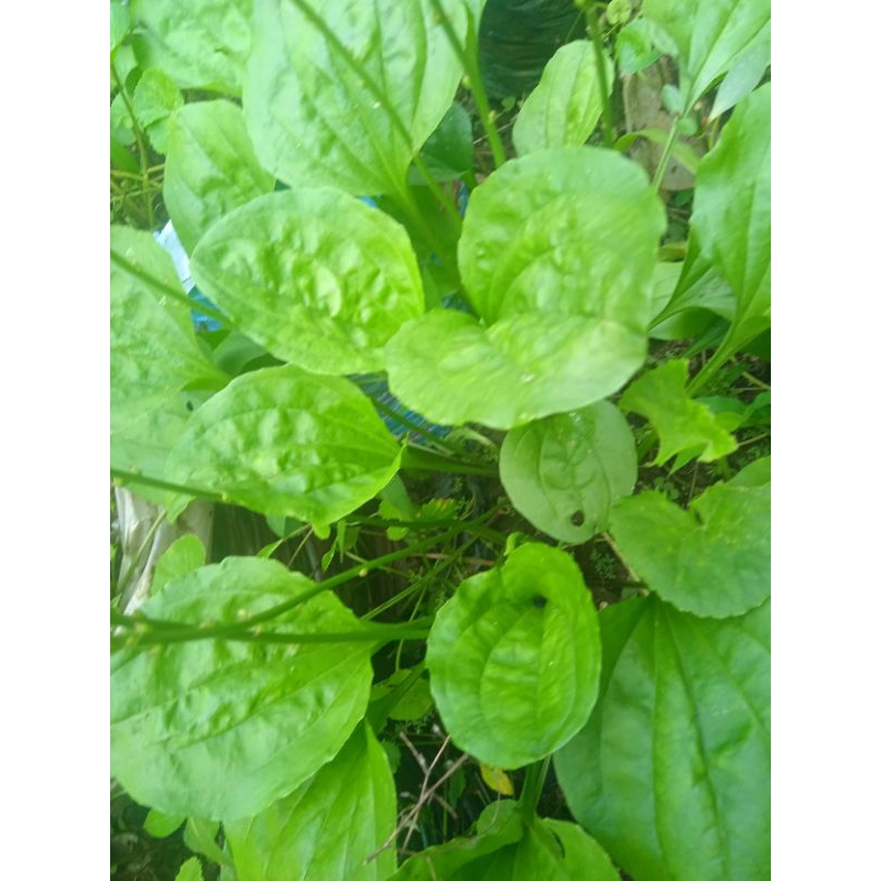 

daun sendok segar atau ki urat per 500 grm