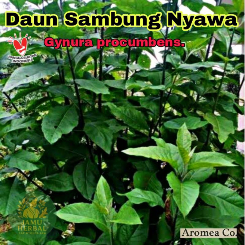

TERMURAH | Daun Sambung Nyawa Herbal - Alami Tanpa Obat Kimia / Jamu Herbal