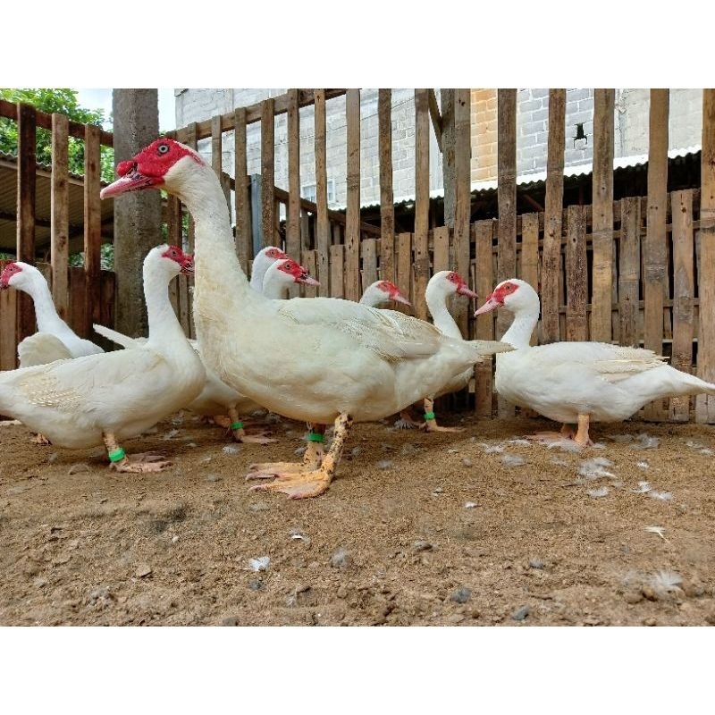 Telur Mentok/Entok Jumbo Leher Panjang Fertil siap untuk ditetaskan
