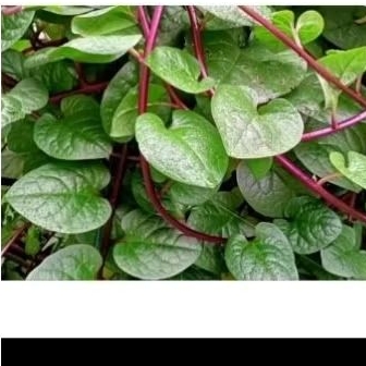 

Herbal Daun Segar Binahong 50lembar