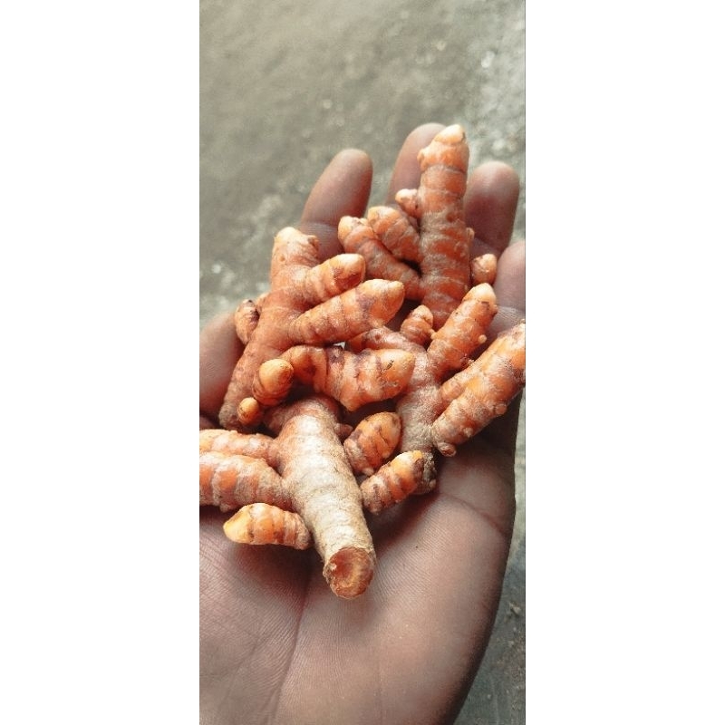 

Kunir Kunyit bersih dan segar 1kg