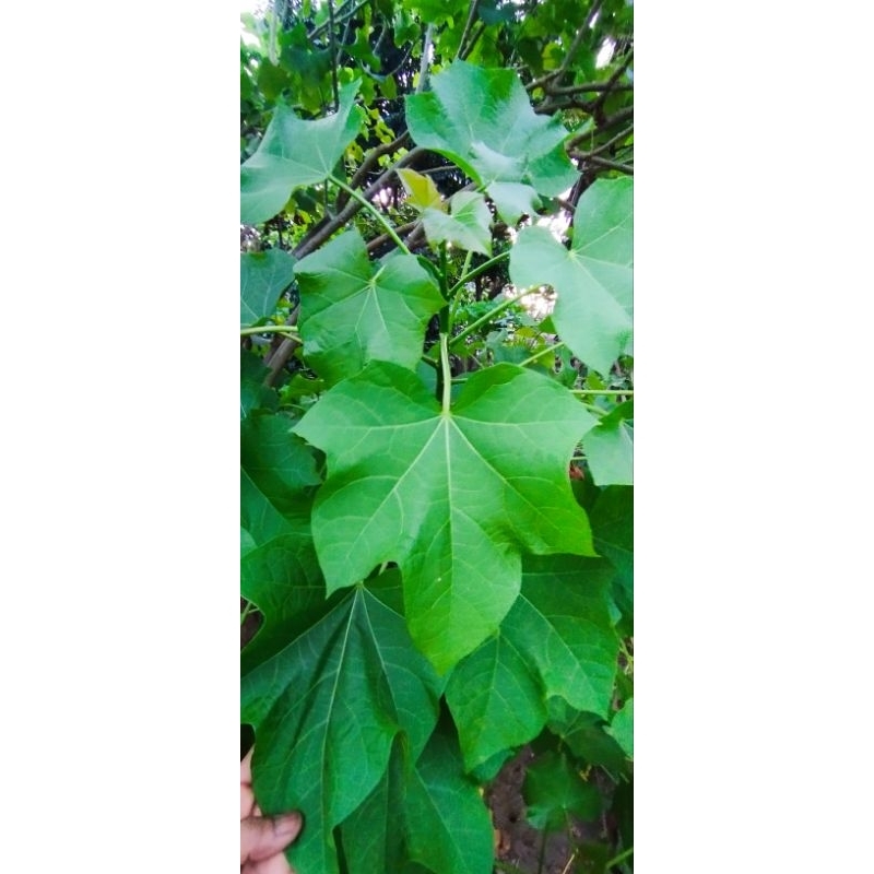 

Daun Jar4k segar 10 lembar