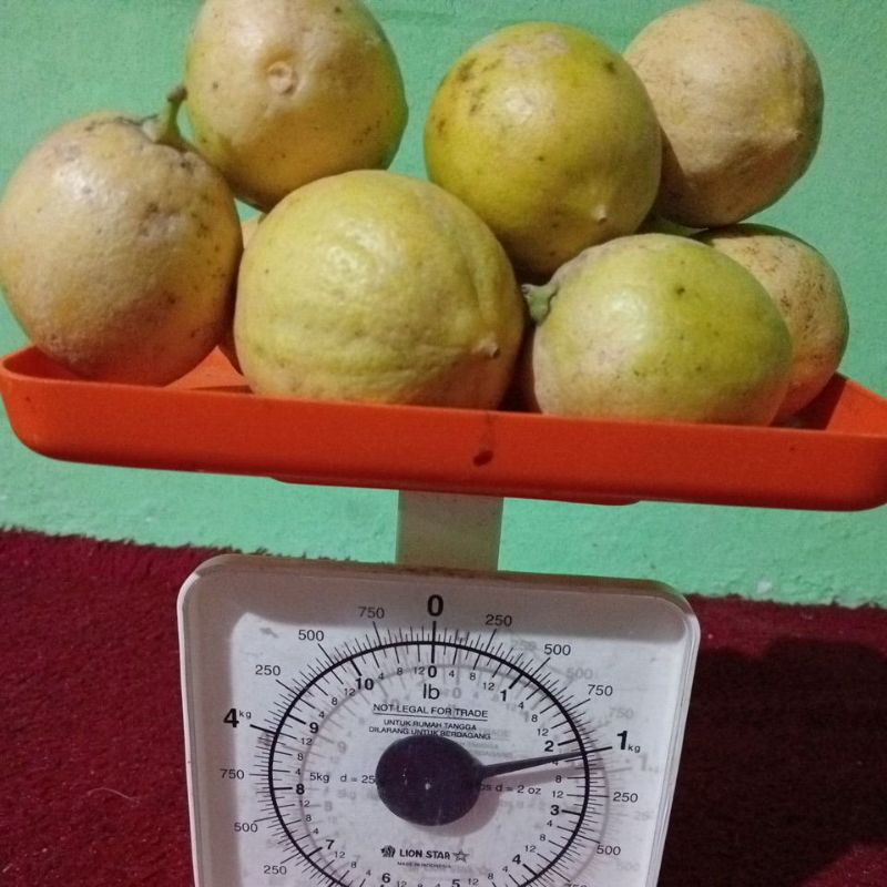 

jeruk lemon 1 kg