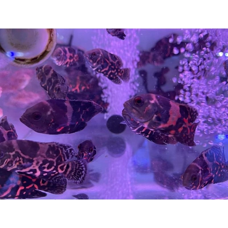 ikan hias air tawar ikan hias ikan oscar tiger black paket 10 ekor