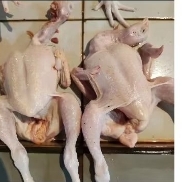 

Ayam 1 ekor uk Besar