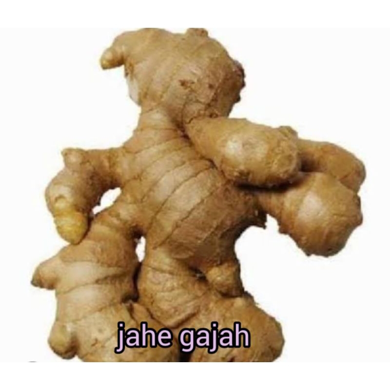 

JAHE GAJAH SEGAR DAN BESAR RP 9,000 / 25 GRAM