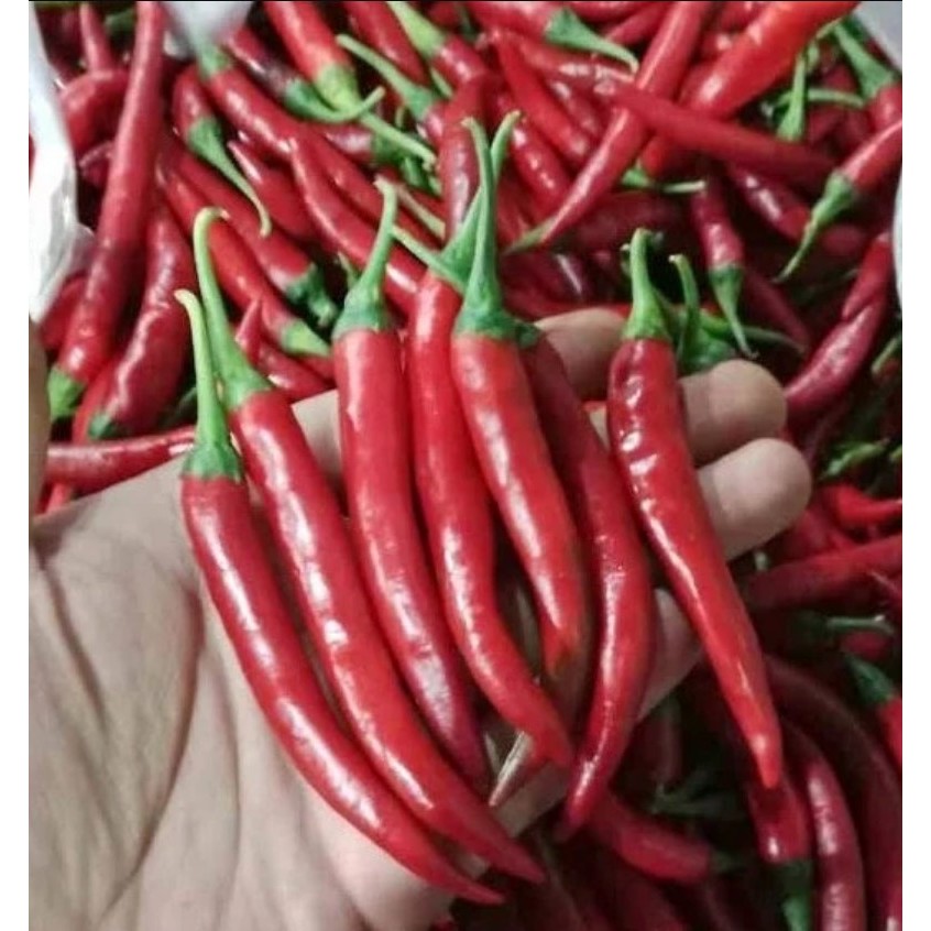 

COD Cabe Merah Besar Segar 1 Kg / Cabai Tw Besar Merah 500 gram