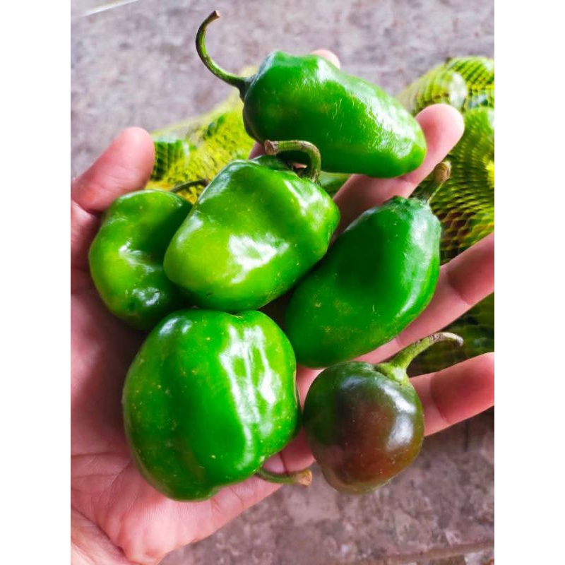 

Cabe gendot segar 2 kg - cabe super pedas premium - cocok untuk sambel dan masakan