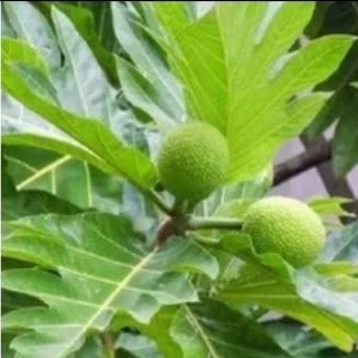 

Daun Sukun Segar 500grm