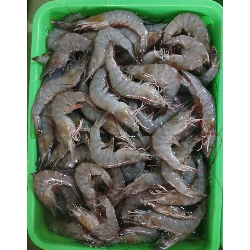 

Udang besar seger d jual / 500gr ya kak