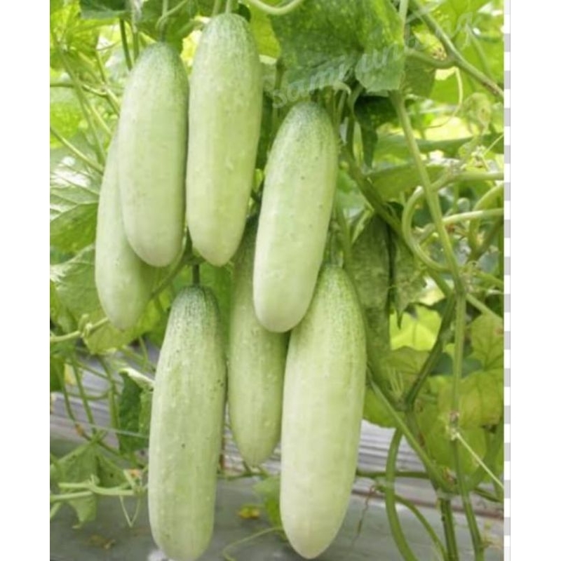 COD 500 BENIH MENTIMUN LALAP PUTIH SUPER biji benih timun putih lalap unggulan terbaik