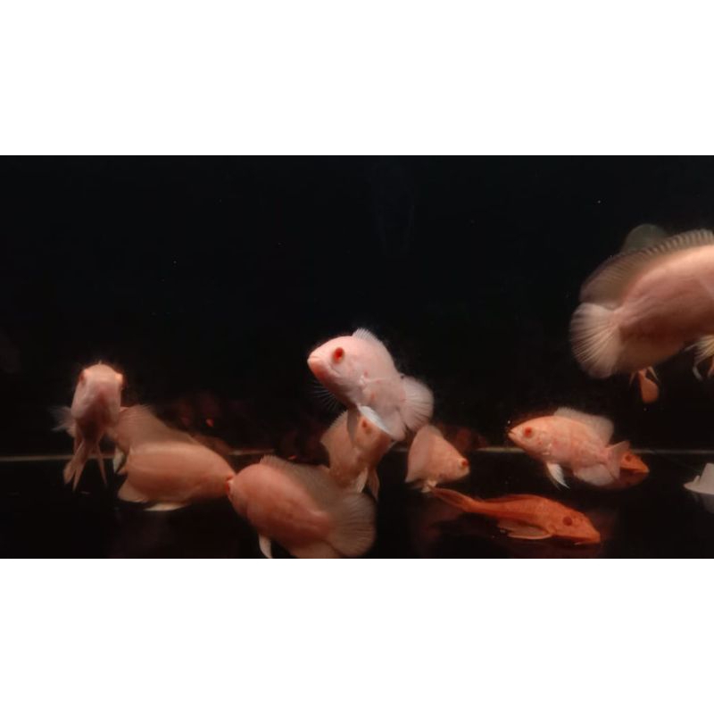 Oscar Tiger Albino 2,5 jari (Aksesoris Tank)