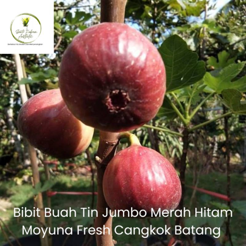 Bibit Buah Tin Langka Jumbo Moyuna Asal Cangkok Batang Siap Berbuah  Cocok Dalam Pot