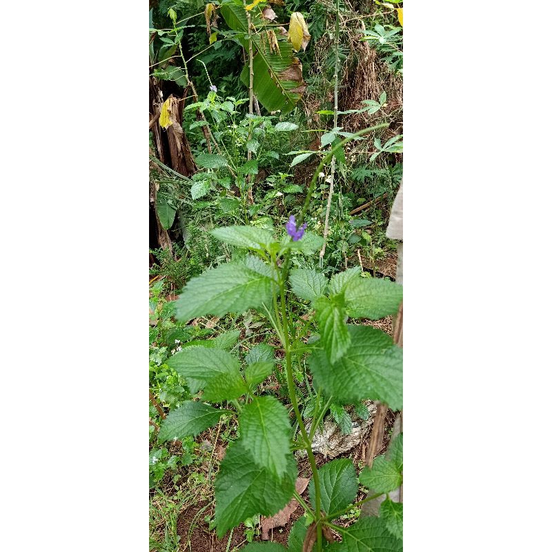 

Daun pecut kuda / daun jarong 100 gram