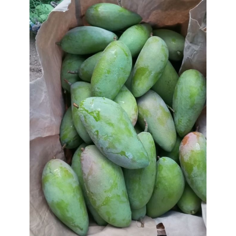 

[TERMURAH] .mangga kiojay / mangga thailand manis segar dikirim mengkal per buah isi 900/1000 grm