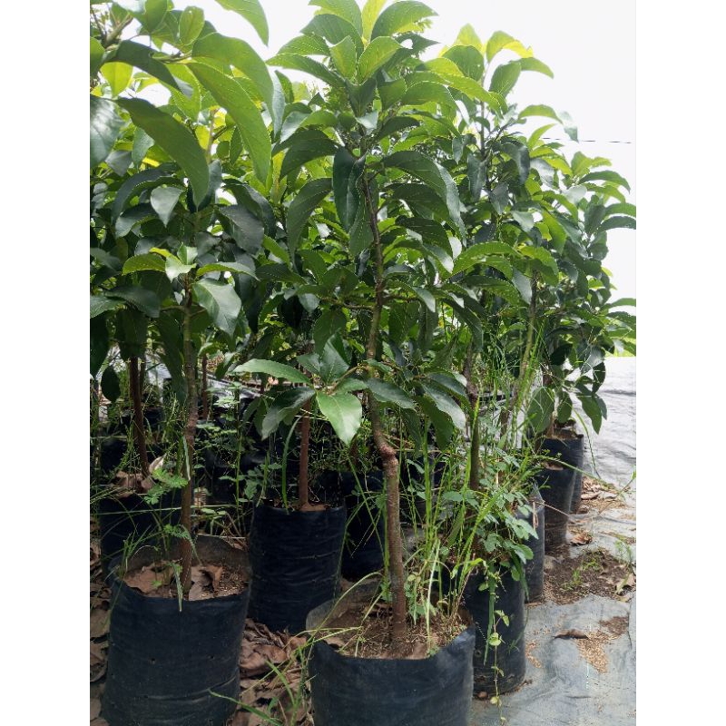 Bibit alpukat aligator (tinggi 1 meter)