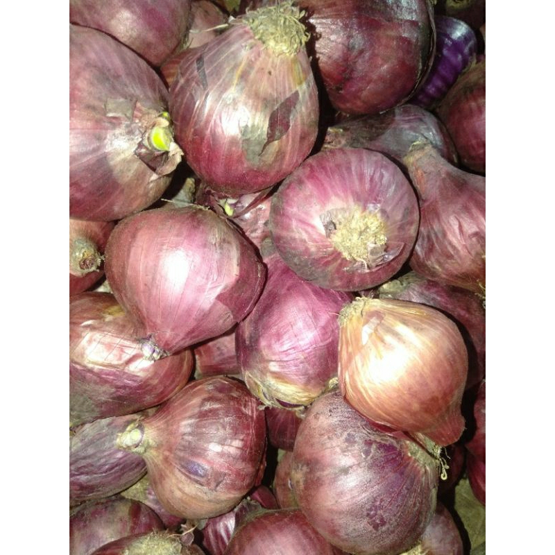 

Bahan Bawang Merah India