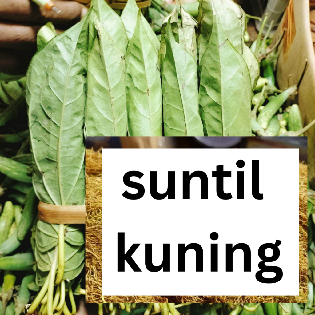 

kuning untuk makan sirih asli medan suntil